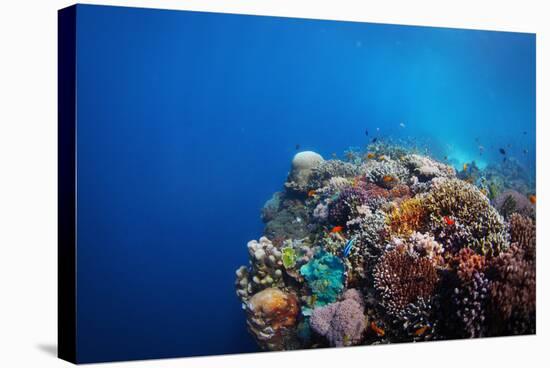 Coral Reef in a Tropical Sea. Philippines, Balicasag Island-Dudarev Mikhail-Stretched Canvas