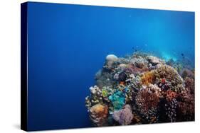 Coral Reef in a Tropical Sea. Philippines, Balicasag Island-Dudarev Mikhail-Stretched Canvas