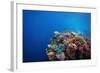 Coral Reef in a Tropical Sea. Philippines, Balicasag Island-Dudarev Mikhail-Framed Photographic Print