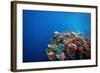 Coral Reef in a Tropical Sea. Philippines, Balicasag Island-Dudarev Mikhail-Framed Photographic Print