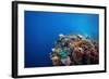 Coral Reef in a Tropical Sea. Philippines, Balicasag Island-Dudarev Mikhail-Framed Photographic Print