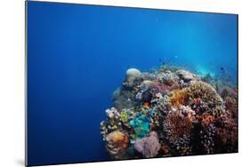 Coral Reef in a Tropical Sea. Philippines, Balicasag Island-Dudarev Mikhail-Mounted Photographic Print