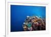 Coral Reef in a Tropical Sea. Philippines, Balicasag Island-Dudarev Mikhail-Framed Photographic Print