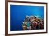 Coral Reef in a Tropical Sea. Philippines, Balicasag Island-Dudarev Mikhail-Framed Photographic Print