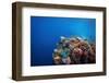 Coral Reef in a Tropical Sea. Philippines, Balicasag Island-Dudarev Mikhail-Framed Photographic Print