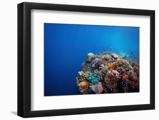 Coral Reef in a Tropical Sea. Philippines, Balicasag Island-Dudarev Mikhail-Framed Photographic Print
