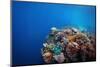 Coral Reef in a Tropical Sea. Philippines, Balicasag Island-Dudarev Mikhail-Mounted Photographic Print