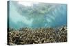 Coral Reef in Risong Bay, Micronesia, Palau-Reinhard Dirscherl-Stretched Canvas