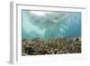 Coral Reef in Risong Bay, Micronesia, Palau-Reinhard Dirscherl-Framed Photographic Print