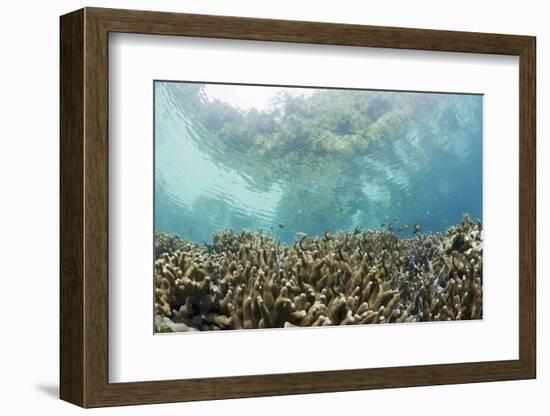 Coral Reef in Risong Bay, Micronesia, Palau-Reinhard Dirscherl-Framed Photographic Print