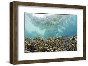 Coral Reef in Risong Bay, Micronesia, Palau-Reinhard Dirscherl-Framed Photographic Print