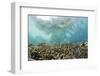 Coral Reef in Risong Bay, Micronesia, Palau-Reinhard Dirscherl-Framed Photographic Print
