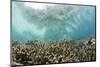 Coral Reef in Risong Bay, Micronesia, Palau-Reinhard Dirscherl-Mounted Photographic Print