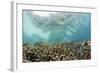 Coral Reef in Risong Bay, Micronesia, Palau-Reinhard Dirscherl-Framed Photographic Print