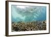 Coral Reef in Risong Bay, Micronesia, Palau-Reinhard Dirscherl-Framed Photographic Print