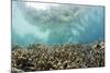 Coral Reef in Risong Bay, Micronesia, Palau-Reinhard Dirscherl-Mounted Photographic Print