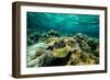 Coral Reef in the Pacific Ocean, Bora Bora, Society Islands, French Polynesia-null-Framed Photographic Print