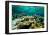 Coral Reef in the Pacific Ocean, Bora Bora, Society Islands, French Polynesia-null-Framed Photographic Print