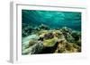 Coral Reef in the Pacific Ocean, Bora Bora, Society Islands, French Polynesia-null-Framed Photographic Print