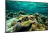 Coral Reef in the Pacific Ocean, Bora Bora, Society Islands, French Polynesia-null-Mounted Photographic Print