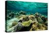 Coral Reef in the Pacific Ocean, Bora Bora, Society Islands, French Polynesia-null-Stretched Canvas