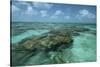 Coral Reef, Lighthouse Reef, Atoll, Belize-Pete Oxford-Stretched Canvas