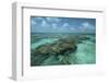 Coral Reef, Lighthouse Reef, Atoll, Belize-Pete Oxford-Framed Photographic Print