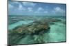 Coral Reef, Lighthouse Reef, Atoll, Belize-Pete Oxford-Mounted Photographic Print