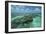 Coral Reef, Lighthouse Reef, Atoll, Belize-Pete Oxford-Framed Photographic Print