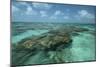 Coral Reef, Lighthouse Reef, Atoll, Belize-Pete Oxford-Mounted Photographic Print