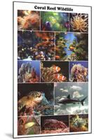 Coral Reef Marine Wildlife Educational Chart Poster-null-Mounted Poster