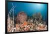 Coral Reef, Raja Ampat, West Papua, Indonesia-Reinhard Dirscherl-Framed Photographic Print