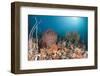 Coral Reef, Raja Ampat, West Papua, Indonesia-Reinhard Dirscherl-Framed Photographic Print