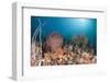 Coral Reef, Raja Ampat, West Papua, Indonesia-Reinhard Dirscherl-Framed Photographic Print