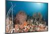 Coral Reef, Raja Ampat, West Papua, Indonesia-Reinhard Dirscherl-Mounted Photographic Print