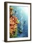 Coral Reef Red Sea, Ras Mohammed-null-Framed Photographic Print