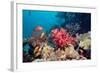 Coral Reef, Thailand-Georgette Douwma-Framed Premium Photographic Print