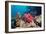 Coral Reef, Thailand-Georgette Douwma-Framed Photographic Print