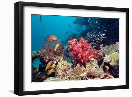 Coral Reef, Thailand-Georgette Douwma-Framed Photographic Print