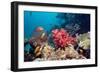 Coral Reef, Thailand-Georgette Douwma-Framed Photographic Print