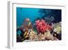 Coral Reef, Thailand-Georgette Douwma-Framed Photographic Print