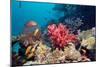 Coral Reef, Thailand-Georgette Douwma-Mounted Photographic Print