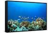 Coral Reef Underwater in Ocean-Rich Carey-Framed Stretched Canvas