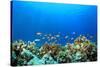 Coral Reef Underwater in Ocean-Rich Carey-Stretched Canvas