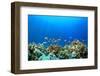 Coral Reef Underwater in Ocean-Rich Carey-Framed Photographic Print