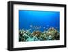 Coral Reef Underwater in Ocean-Rich Carey-Framed Photographic Print