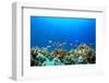 Coral Reef Underwater in Ocean-Rich Carey-Framed Photographic Print