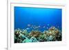 Coral Reef Underwater in Ocean-Rich Carey-Framed Photographic Print