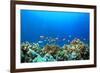 Coral Reef Underwater in Ocean-Rich Carey-Framed Photographic Print