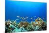 Coral Reef Underwater in Ocean-Rich Carey-Mounted Photographic Print